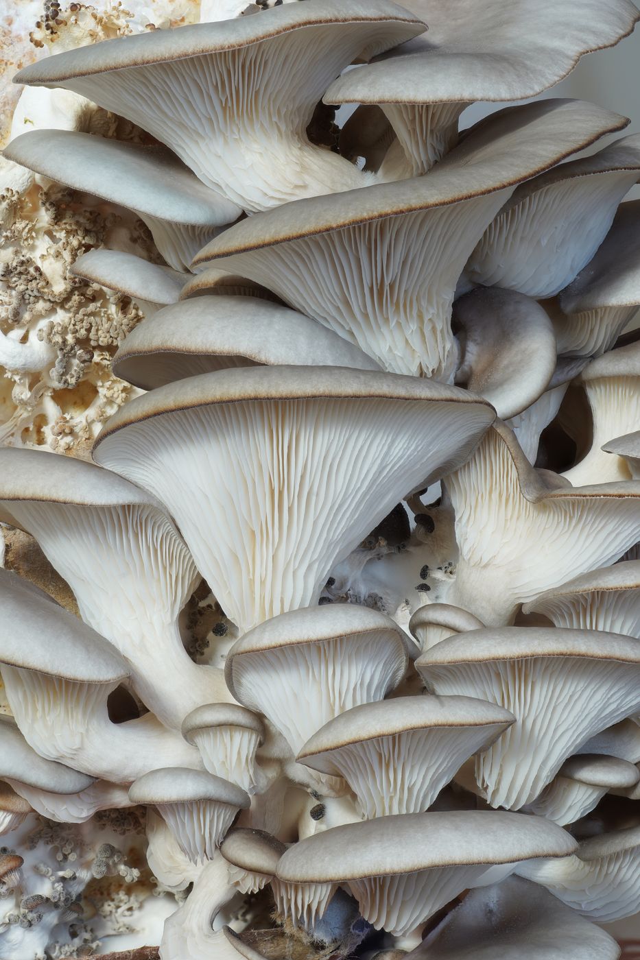 Neutari-beoseot (oyster mushroom)