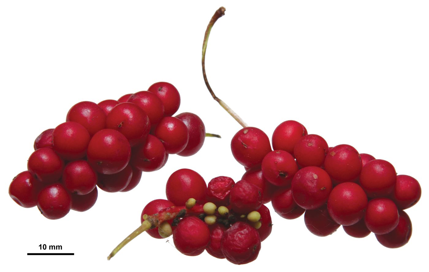 Omija (Schisandra Berry)