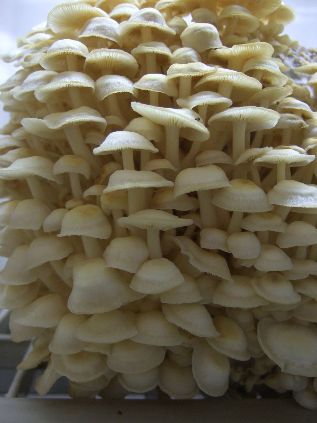 Paengi-beoseot (enoki mushroom)