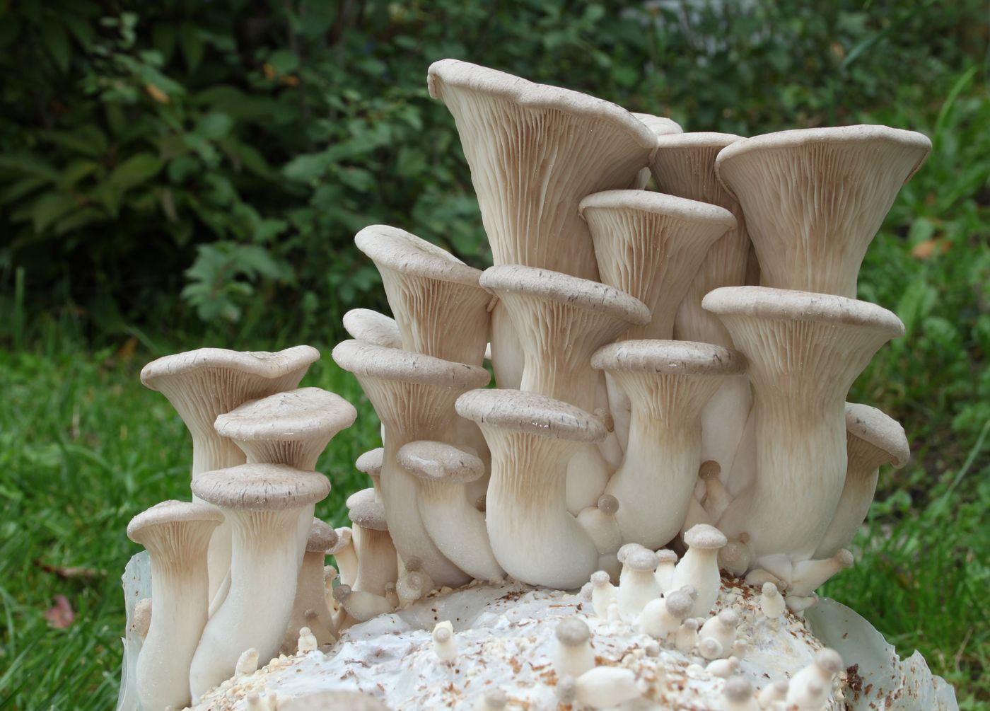 Saesongi-beoseot (king oyster mushroom)