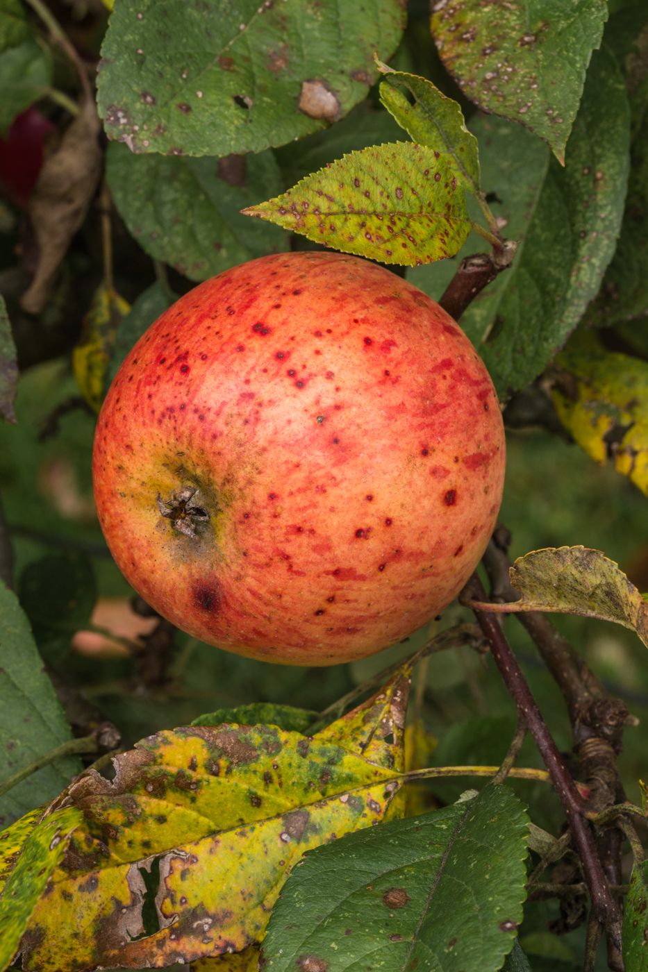 Sagwa (apple)
