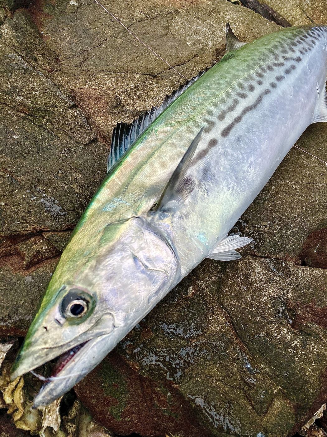 Japanese Spanish mackerel (samchi)
