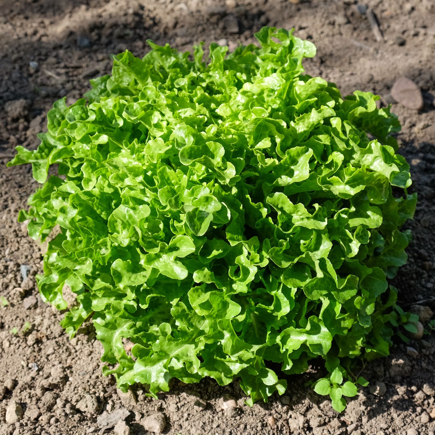 Sangchu (lettuce)