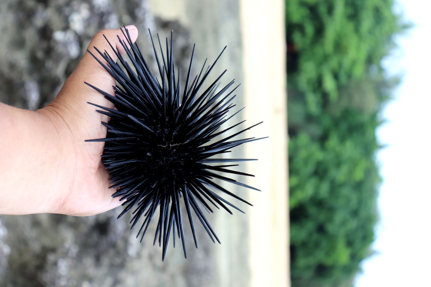 Sea urchin (seonggye)