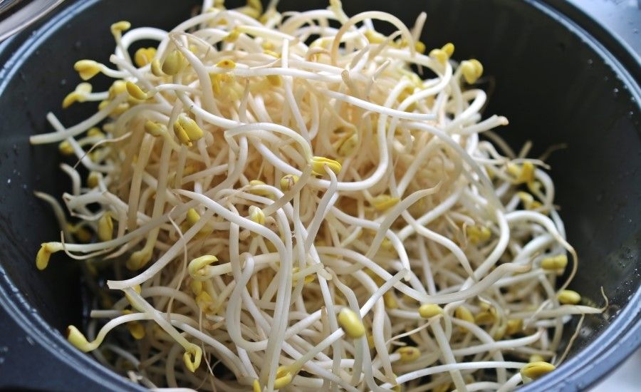 Soybean sprouts