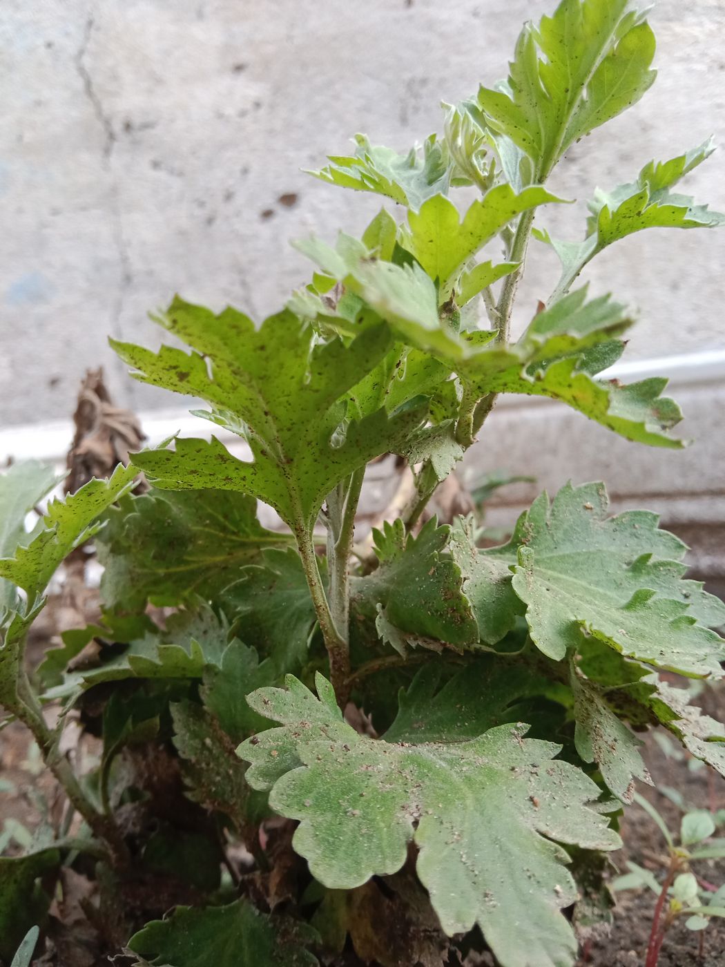 Ssuk (Korean mugwort)