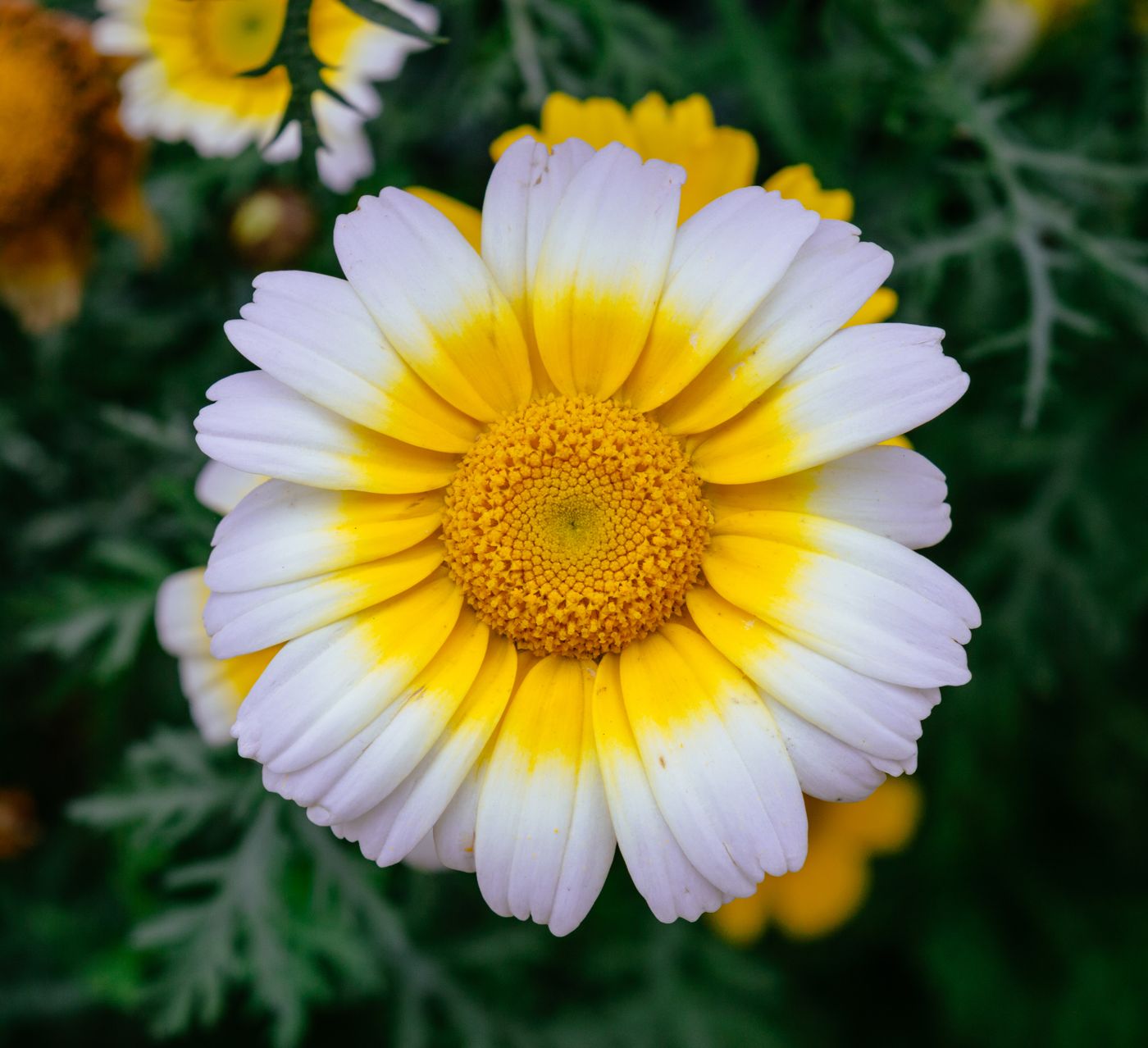 Ssukgat (crown daisy)