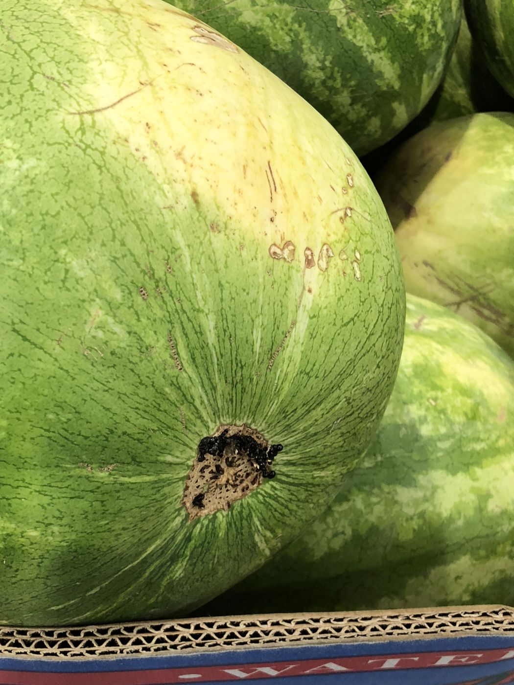 Subak (watermelon)