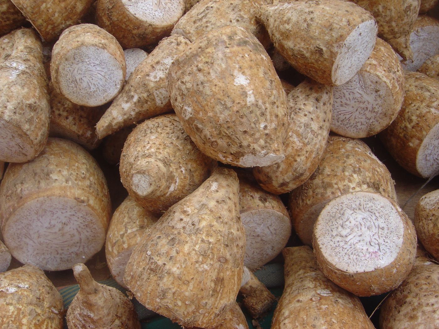 Toran (taro)