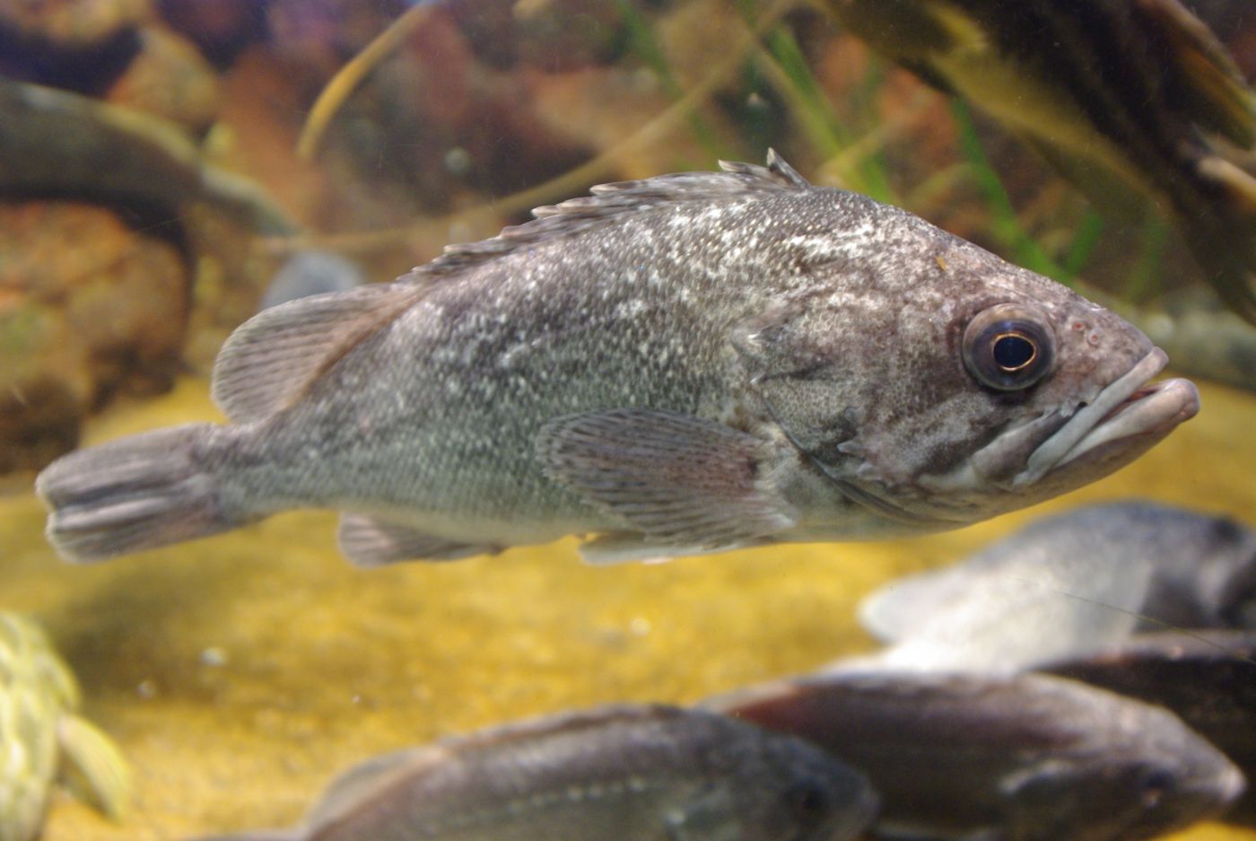 Korean rockfish (ureok)