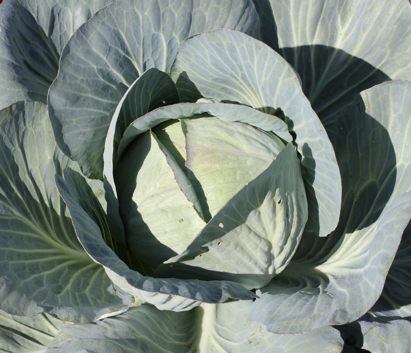 Yangbaechu (cabbage)
