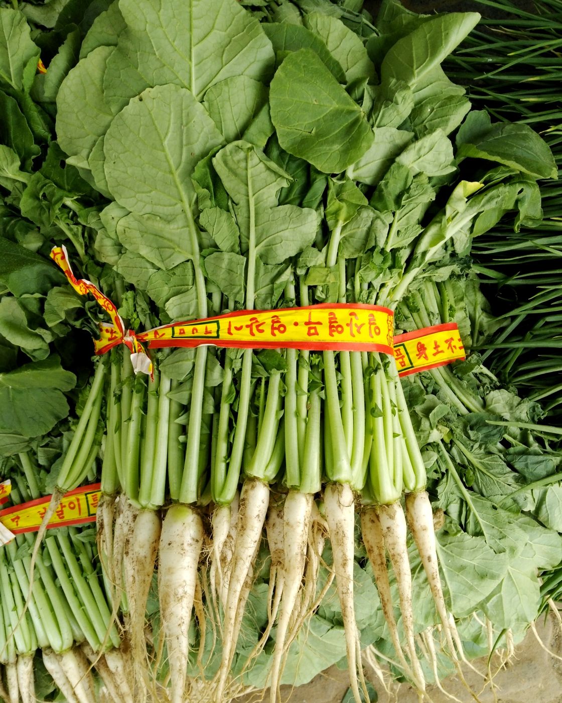 Yeolmu (young summer radish)