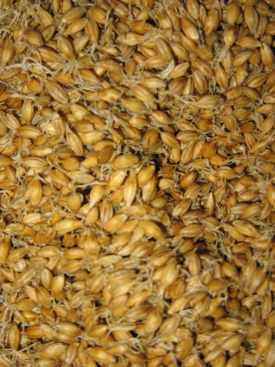 Yeotgireum (Barley Malt Powder)