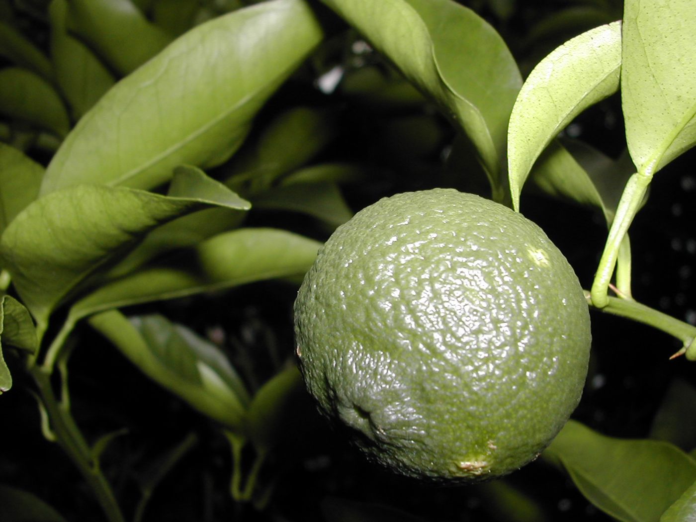 Yuja (Korean Citron)