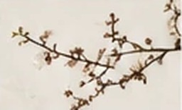 A flowering plum branch on a pale background